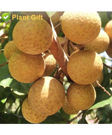 Plantgift Natural Dried Longan 100g - Premium Quality 100% Fruit Meat No Sugar Perfect for Teas Desserts & Cooking - Buy Online on SooperMarket.com