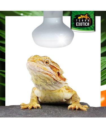 Terra Exotica 75W Heat Spot Bulb for Reptiles - 3 Pack Terrarium Lighting - Optimal Heat for Reptile Habitats - 25W 40W 60W 100W 150W Options Available - Buy Online on SooperMarket.com