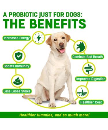 CANIVET Probiotics for Dogs. Canine Dietary Supplement - Aids Digestive Health 100g Powder Dog Probiotic. 5 Billion CFU** with 10 Strains of Good Bacteria for your Dog's Digestive Health. 100 g (Pack of 1) - Buy Online on SooperMarket.com
