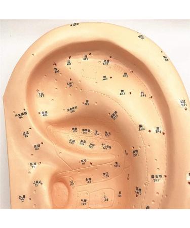 Human Body Model Acupuncture Pressure Points and Meridians 40cm - Buy Online on SooperMarket.com