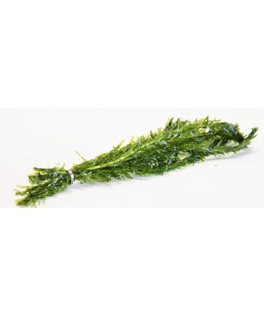 Fish Around Oxygenating Weed Elodea 10 Pieces with weight
