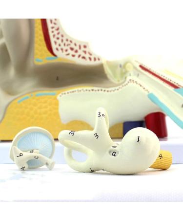 Educational Model of Auditory System Model for Otolaryngology Medical Model of The Human Ear The Inner Ear Ear Suitable for Training Equipment - Buy Online on SooperMarket.com