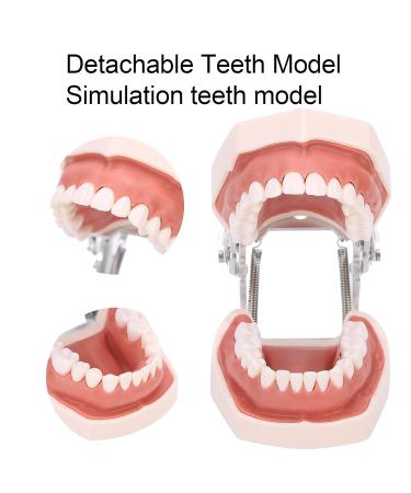 Removable Tooth Model for Dental Education | Simulation Teeth Restoration & Bridge Implants Teaching Aid - Buy Online on SooperMarket.com