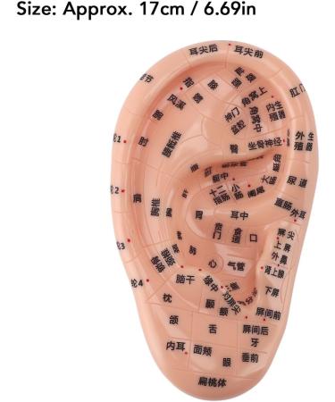 Buy 17cm Ear Acupuncture Point Model - Large Reflexology Learning Display for International Shipping - Buy Online on SooperMarket.com