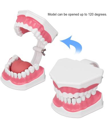 Teeth Model Toothbrushes - Dental Teaching Tool Kit | 120 Open & Clear View for Effective Learning - Buy Online on SooperMarket.com