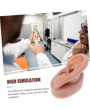 Beavorty 3 Pcs Human Ear Model Set | Silicone Ear Models for Studs | Simulation Piercing Ear Display Prop 6.5x3.5cm (Coffee, 3pcs) - Buy Online on SooperMarket.com