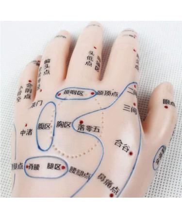 1 Pair of Human Human Body Hand Template PVC Model Chinese Hand Reflex Area Reflexology - Buy Online on SooperMarket.com