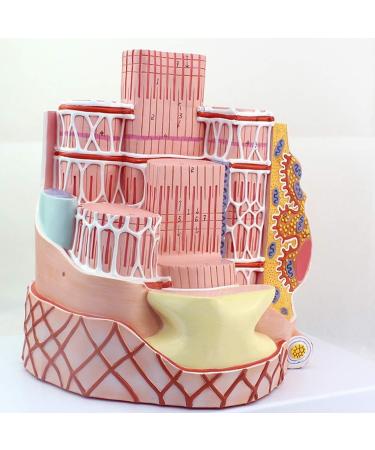 Enlarge 40 000 Times Skeletal Muscle Fiber MicroAnatomy Model Medical Education Training aid Science Kits - Buy Online on SooperMarket.com