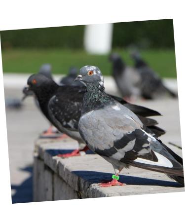 Kisangel 300 Pcs Pigeon Anklet Tag Where Pigeon Identification Ring Pigeons Leg Ring Baby Chicken 1.3X1.3CMx3pcs Greenx3pcs - Buy Online on SooperMarket.com