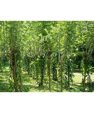 Royal Brand Grade A Vanilla Bourbon Madagascar Pods - 5 Pods, 15-20cm Long - Buy Online on SooperMarket.com