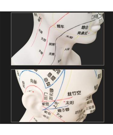 30 cm acupoint Head Model in Medical Body Meridian Teaching Diagram Acupuncture Multi-Functional Head Exquisite Display Room - Buy Online on SooperMarket.com