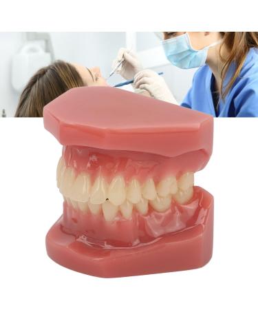 Teeth Demonstration Model - Orthodontic Mouth Training Reusable 28 Tooth Simulation for Dental Professionals & Hospitals - Buy Online on SooperMarket.com