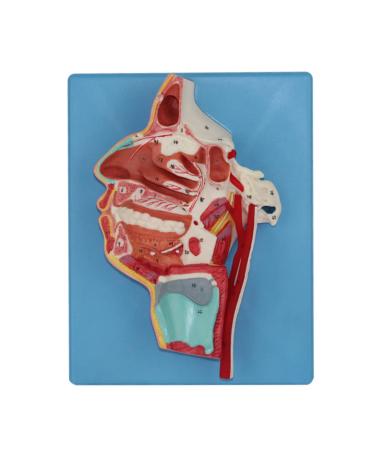 Human Mouth Nose Throat and Vascular Nerve Model