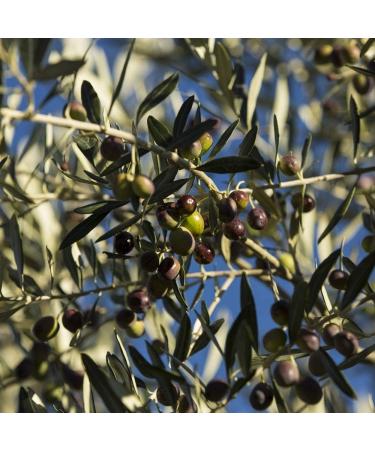 Olio Luglio - Extra Virgin Olive Oil | Cold Pressed (1 Litre) D. Extra Virgin Olive Oil - 1L - Buy Online on SooperMarket.com