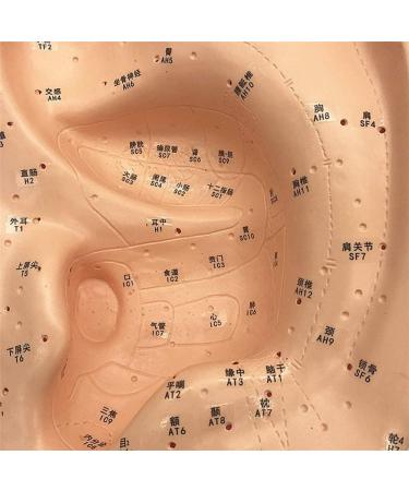 Human Body Model Acupuncture Pressure Points and Meridians 40cm - Buy Online on SooperMarket.com