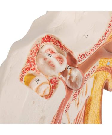 Human Ear Model 1.5 Times Natural Size Model with 2 Parts Illustrating Ear Regions Ear Cleaner Humans - Buy Online on SooperMarket.com