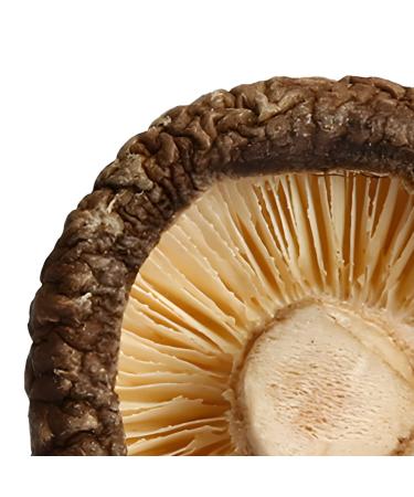 XingliFoods Dried Shiitake Mushrooms  16 oz Organic Top Grade Dried Mushrooms  3 4cm Natural Grown Mushroom  No Fumigation Sulfur - Buy Online on SooperMarket.com