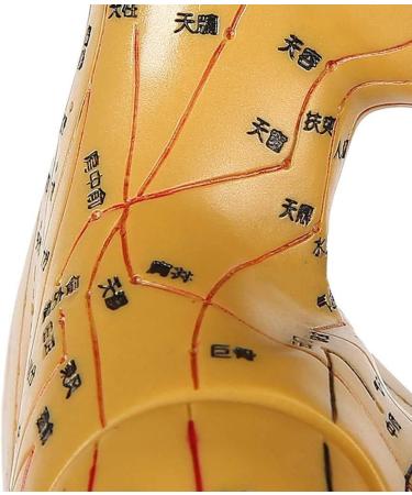 Human Female Acupuncture Anatomical Model with Acupuncture Points Bronze Color 50Cm - Buy Online on SooperMarket.com