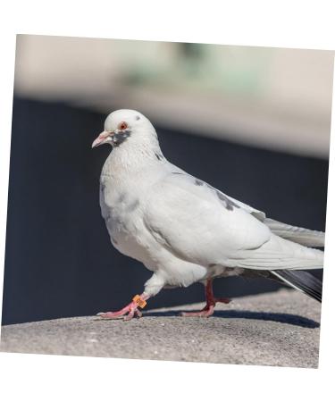 FOMIYES 300 Pcs Pigeon Anklet Ring Protector Parrot Leg Ring Foot Ring for Pigeon Xuan Feng Birds Baby 1.3X1.3CMx3pcs Orangex3pcs - Buy Online on SooperMarket.com