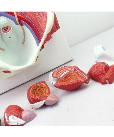 Model of Human Urinary System Urinary System Model Female Male Male Bladder Cavity Abdominal Abdominal Rear Wall Model - Buy Online on SooperMarket.com
