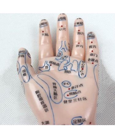 1 Pair of Human Human Body Hand Template PVC Model Chinese Hand Reflex Area Reflexology - Buy Online on SooperMarket.com