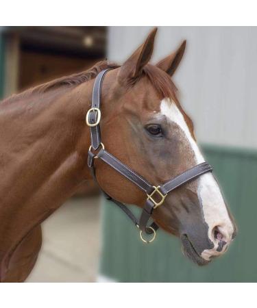 Derby Originals Liverpool Padded Leather Horse Halter - Cob/Arabian Size - Buy Online on SooperMarket.com