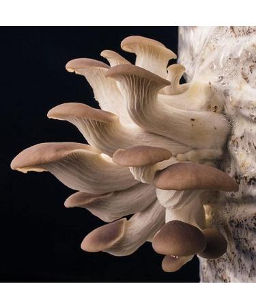 Phoenix Oyster Mushroom Grain Spawn - 1 lb | Ready-to-Use - Buy Online on SooperMarket.com