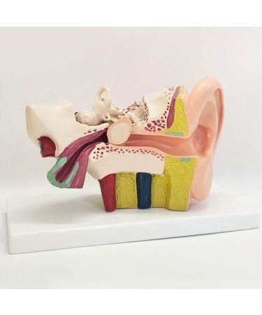 The Size Ear Model 5X Ear Anatomical Model for Inner Ear aids for Teaching Medical and Study of Education - Buy Online on SooperMarket.com