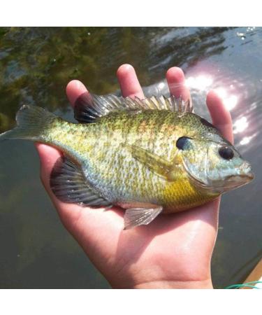 YZD Silverside Minnow Crappie Jig 12pcs - 3Color Mix | Fishing Lures for Crappie | Premium Quality - Buy Online on SooperMarket.com