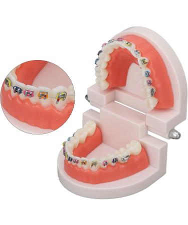 Buy Typodont & Demonstration Tooth Model | Educational Dental Training Tools for Labs - Buy Online on SooperMarket.com