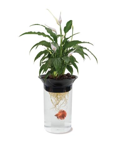 Penn-Plax Aquaponic Betta Fish Tank Promotes Healthy Environment for Plants and Fish 0.5 Gallon