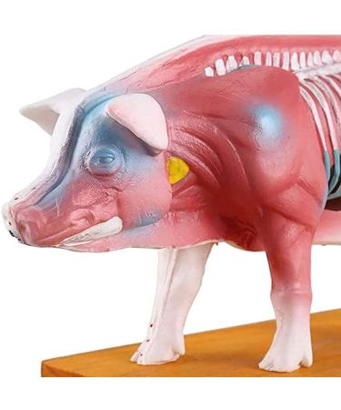 Pig Acupuncture and Moxibustion Model Pig Acupuncture and Moxibustion Point Pig Anatomical Model Physiological Tissue Structure Display - Buy Online on SooperMarket.com