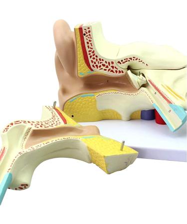Human Ear Template Outdoor Ear Medium Ear Inner Ear Ear Structure Model Suitable - Buy Online on SooperMarket.com