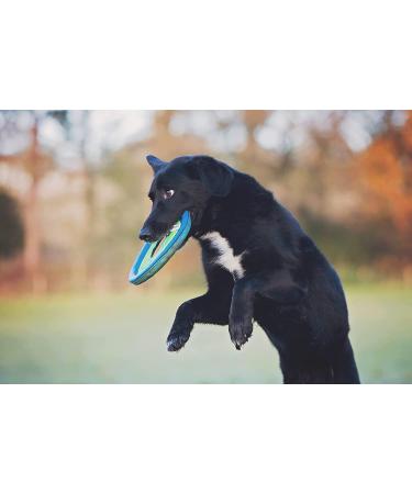 Chuckit! Zextight Medium Dog Frisbee - Double Pack (2 Pieces) | 21 cm | Soft Robust & Unsinkable Neoprene Toy for Dogs - Buy Online on SooperMarket.com