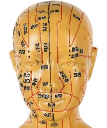 Human Female Acupuncture Anatomical Model with Acupuncture Points Bronze Color 50Cm - Buy Online on SooperMarket.com