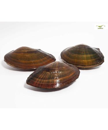 Natureholic - pond mussels I ideal for the garden pond i domestic mussel I interesting reproductive biology i is very large i 3 pcs 3 pcs.