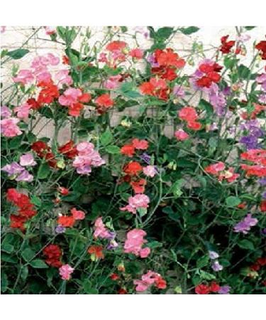 Scent of Peas - Spencer Giant Agita Misto - 500 semi Confezione Bulk