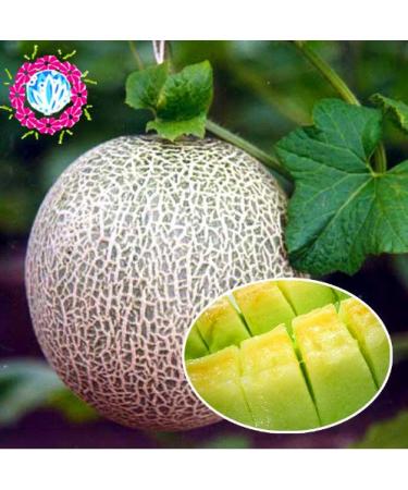 Semi di Melone cantalupo Honey rugiada Verde Flesh 50 Pz