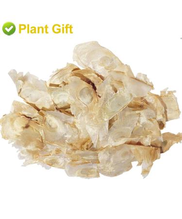 Buy Semen Oroxyli 40g - Jade Butterfly Tea (Oroxylum Indicum) | Herbal Chinese Health Tea | International Shipping - Buy Online on SooperMarket.com