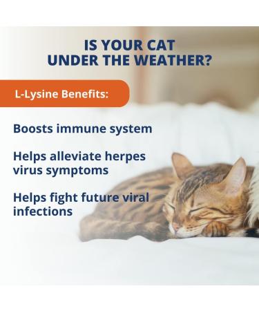 Under the Weather Pet Daily Cat L-Lysine | 60 Soft Chews | Vet Formulated & All Natural | Immune Support for Cats - Buy Online on SooperMarket.com