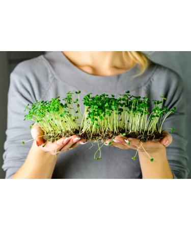 Buy Mynatura Bio Germs Sprouts Buckwheat Vegetables | Healthy Vegan & Vegetarian | 500g - International Shipping Available - Buy Online on SooperMarket.com