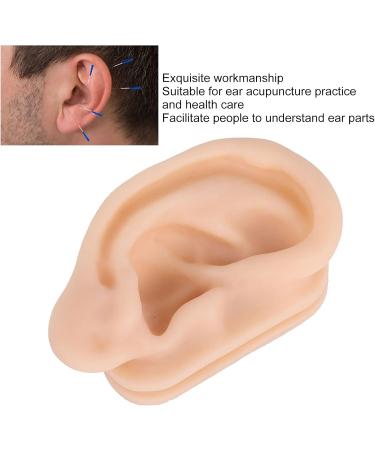 Silicone Ear Model for Acupuncture Practice | Realistic Fake Ear with Presentation Stand - International Shipping Available - Buy Online on SooperMarket.com