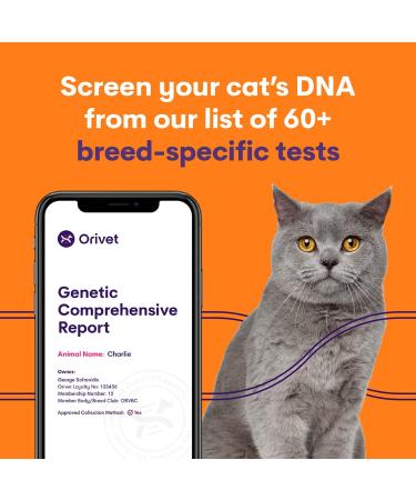 ORIVET Cat Breed DNA Test - 1 Pack | Comprehensive Genetic Health Screening & LifePlan | At Home Cheek Swab | Accurate & Fast Results - Buy Online on SooperMarket.com