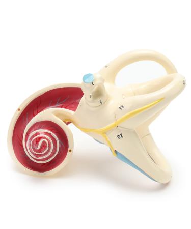 RONTEN Inner Ear Model - 8X Life-Size Medical Anatomy Model - Buy Online on SooperMarket.com