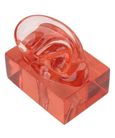 Ear Imaging Model Right Ear Model Made of Acrylic Waterproof for Learning