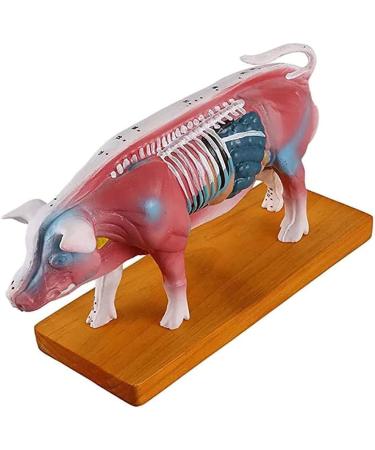 Pig Acupuncture and Moxibustion Model Pig Acupuncture and Moxibustion Point Pig Anatomical Model Physiological Tissue Structure Display - Buy Online on SooperMarket.com