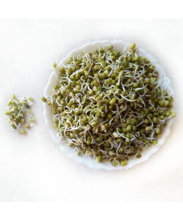 Moong Sprout 1.6 kg -/+10%