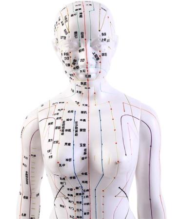 Model Anatomy Professional Medical Acupuncture 48Cm 19" - Buy Online on SooperMarket.com
