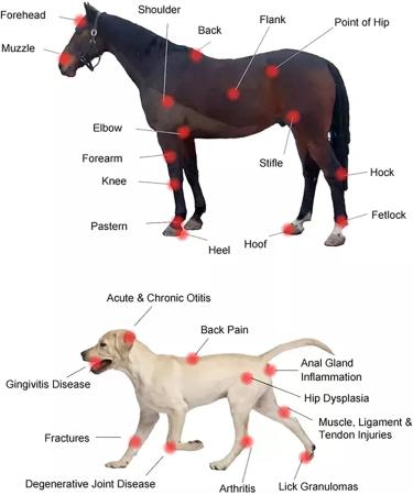 Red Light Device Red Light Physical Treatment Device 3 X 808nm and 14 X 650nm Red Light 2600 MHA Large Battery 5/10/15/20 Timer and Adjustable Intensity for Joint Knee Shoulder Pet - Buy Online on SooperMarket.com