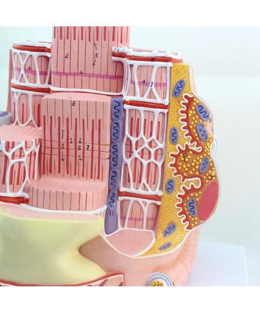 Enlarge 40 000 Times Skeletal Muscle Fiber MicroAnatomy Model Medical Education Training aid Science Kits - Buy Online on SooperMarket.com